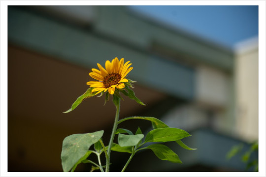 『夏が過ぎても日向いて…』